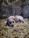 Blue Healer Puppies for sale in Carr, CO 80612, USA. price: NA