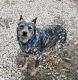 Blue Healer Puppies for sale in Carrizo Springs, TX 78834, USA. price: NA