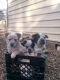 Blue Healer Puppies for sale in San Antonio, TX, USA. price: NA