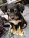 Blue Healer Puppies for sale in Commerce City, CO, USA. price: NA