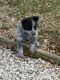 Blue Healer Puppies for sale in Silex, MO 63377, USA. price: $200