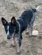 Blue Healer Puppies for sale in Fredonia, KS 66736, USA. price: $100