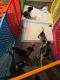 Blue Healer Puppies for sale in 8111 N 19th Ave, Phoenix, AZ 85021, USA. price: $300