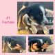 Blue Healer Puppies for sale in 3281 River Dr SW, Lawrenceville, GA 30044, USA. price: $250