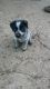 Blue Healer Puppies for sale in Fountain, CO, USA. price: NA