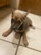 Blue Healer Puppies for sale in Kansas City, MO 64117, USA. price: $500