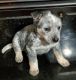 Blue Healer Puppies for sale in Lake Stevens, WA 98258, USA. price: NA