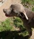 Blue Lacy Puppies