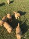 Blue Paul Terrier Puppies for sale in Jersey City, NJ, USA. price: NA