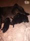 Blue Paul Terrier Puppies for sale in Texas City, TX, USA. price: NA