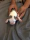 Blue Paul Terrier Puppies for sale in New York, NY, USA. price: NA