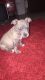 Blue Paul Terrier Puppies for sale in Center Point, LA 71323, USA. price: NA