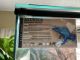 Blue Poison Dart Frog Amphibians for sale in Lehigh Acres, FL, USA. price: $150