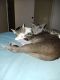 Blue Russian Cats for sale in Ocala, FL, USA. price: NA