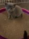 Blue Russian Cats for sale in San Diego, CA, USA. price: $300