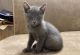 Blue Russian Cats for sale in New York, NY, USA. price: $900