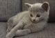 Blue Russian Cats for sale in New York, NY, USA. price: $800