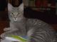 Blue Russian Cats for sale in Manhattan, New York, NY, USA. price: $400