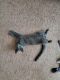 Blue Russian Cats for sale in 86 St Charles Pl, Sharpsburg, GA 30277, USA. price: $50