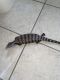 Blue-Tongued Skink Reptiles for sale in Orlando, FL, USA. price: NA