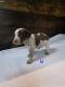 Bluetick Beagle Puppies for sale in Evansville, IN, USA. price: $300
