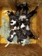 Bluetick Beagle Puppies for sale in Fowlerville, Michigan. price: $450