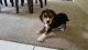 Bluetick Beagle Puppies for sale in Riverside, CA, USA. price: $450