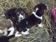 Bluetick Beagle Puppies for sale in Uniontown, PA 15401, USA. price: $250