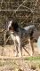 Bluetick puppies for sale