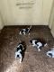 Blue-tick coon hounds for sale
