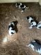 Bluetick Coonhound Puppies