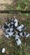 Bluetick Coonhound Puppies for sale in Fayetteville, TX 78940, USA. price: $300