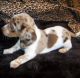 Bluetick Coonhound Puppies for sale in Phenix City, AL 36870, USA. price: $500