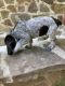 Bluetick Coonhound Puppies for sale in Dalzell, SC, USA. price: $600
