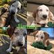 Bluetick Coonhound Puppies for sale in Hollister, CA 95023, USA. price: $500