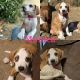 Bluetick Coonhound Puppies for sale in Hollister, CA 95023, USA. price: $400