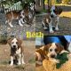 Bluetick Coonhound Puppies for sale in Hollister, CA 95023, USA. price: $200