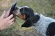 Bluetick Coonhound Puppies for sale in Hoover, AL, USA. price: $200