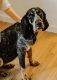 Bluetick Coonhound Puppies for sale in Fort Walton Beach, FL, USA. price: NA