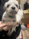 Bluetick Coonhound Puppies for sale in Pottstown, Pennsylvania. price: $500