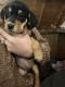 Bluetick Coonhound Puppies for sale in Pottstown, Pennsylvania. price: $500