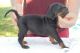 Black and Tan coonhound for sale