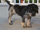 Bluetick Coonhound puppies for sale
