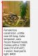 Boa constrictor Reptiles for sale in Hammond, IN, USA. price: NA