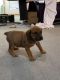 Boerboel Puppies for sale in Texas City, TX, USA. price: NA