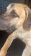 Boerboel Puppies for sale in Humble, TX, USA. price: NA