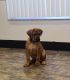 Boerboel Puppies for sale in Canandaigua, NY 14424, USA. price: NA