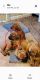 Boerboel Puppies for sale in Petaluma, CA, USA. price: $2,500