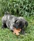 Boerboel Puppies for sale in Hammonton, NJ, USA. price: $1,000