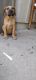 Boerboel Puppies for sale in Sacramento, CA, USA. price: $1,000